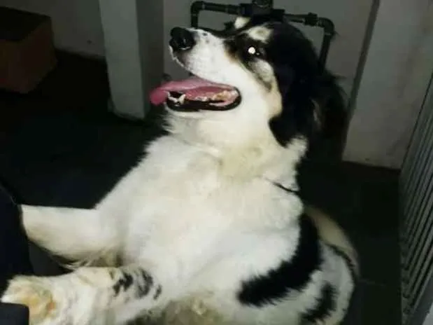 Cachorro ra a Mix Border Collie com SRD idade 2 anos nome Martin