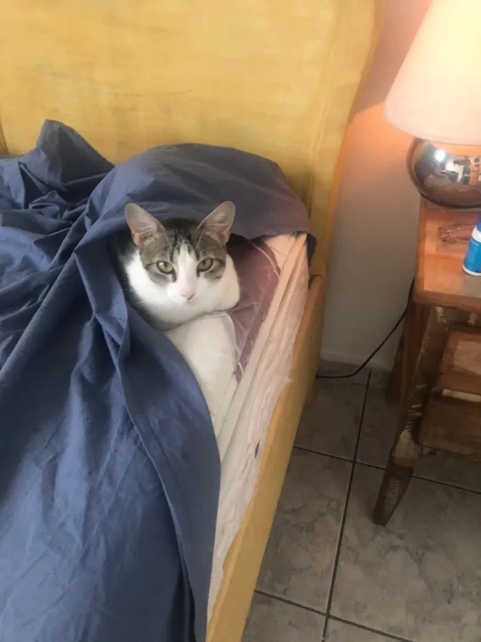 Gato ra a Srd idade 1 ano nome Emily