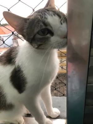 Gato raça Srd idade 1 ano nome Emily