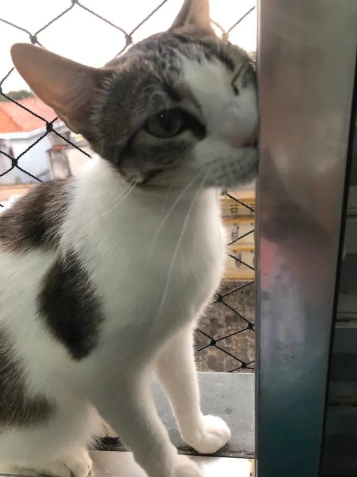 Gato ra a Srd idade 1 ano nome Emily