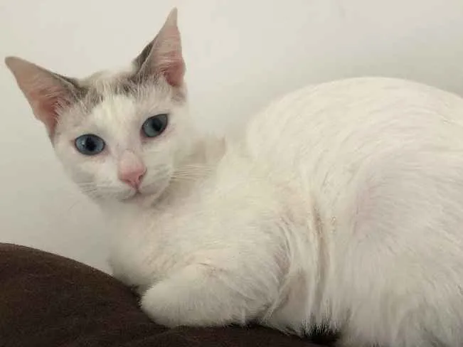 Gato ra a Srd idade 1 ano nome Valentina 