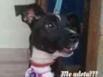 Pretinha 