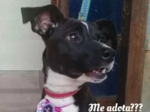 Cachorro raça SRD idade 1 ano nome Pretinha 