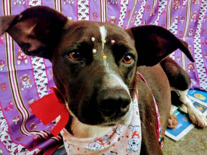 Cachorro raça SRD idade 2 anos nome Pretinha 
