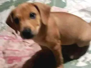 Cachorro raça  idade 2 a 6 meses nome Sem nome 