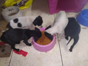 Cachorro raça Porte pequeno idade Abaixo de 2 meses nome Gol, Ferrari, porche
