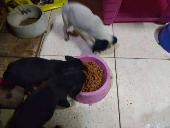 Cachorro ra a Porte pequeno idade Abaixo de 2 meses nome Gol, Ferrari, porche