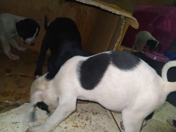 Cachorro ra a Porte pequeno idade Abaixo de 2 meses nome Gol, Ferrari, porche