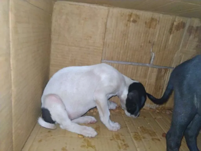 Cachorro ra a Porte pequeno idade Abaixo de 2 meses nome Gol, Ferrari, porche