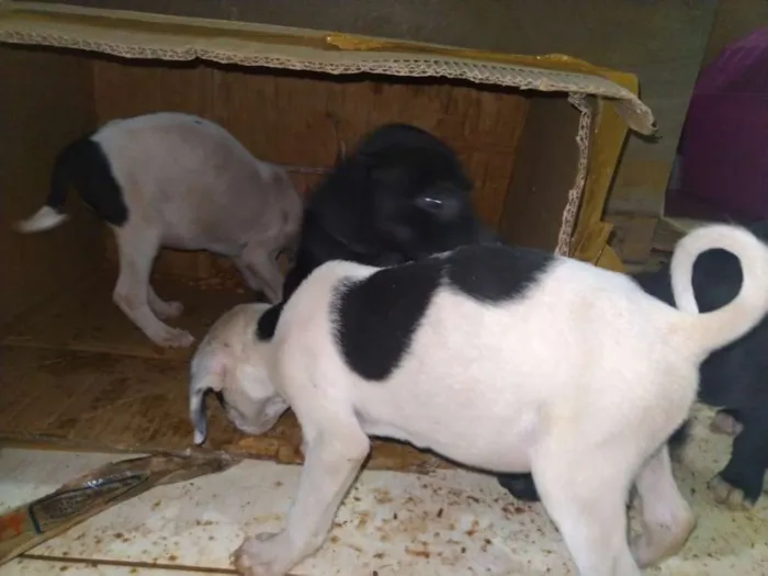 Cachorro ra a Porte pequeno idade Abaixo de 2 meses nome Gol, Ferrari, porche