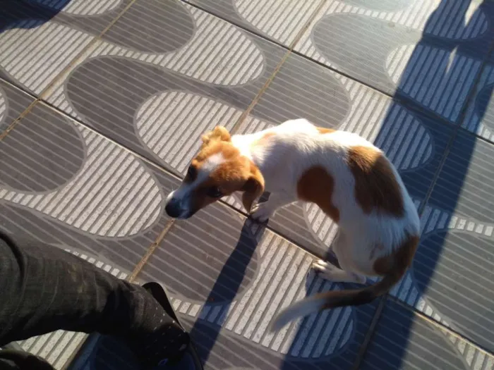 Cachorro ra a Vira lata  idade 2 a 6 meses nome Não tem