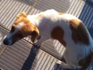 Cachorro raça Vira lata  idade 2 a 6 meses nome Não tem