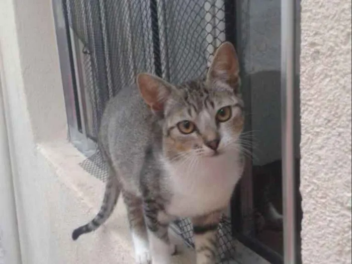 Gato ra a Comum europeu mestiço idade 7 a 11 meses nome Beijinho
