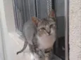 Beijinho