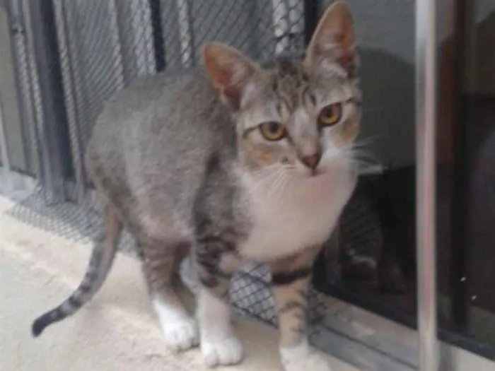 Gato ra a Comum europeu mestiço idade 7 a 11 meses nome Beijinho