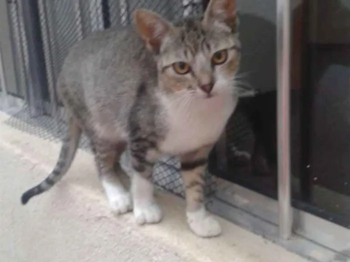Gato ra a Comum europeu mestiço idade 7 a 11 meses nome Beijinho