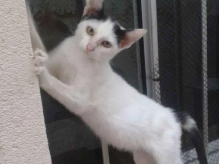 Gato ra a Comum europeu mestiço idade 7 a 11 meses nome Florzinha