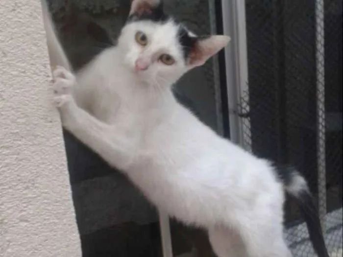 Gato ra a Comum europeu mestiço idade 7 a 11 meses nome Florzinha