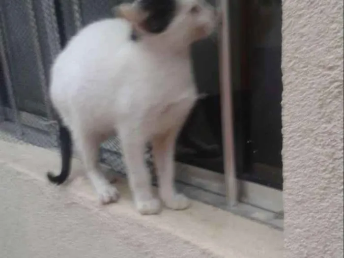 Gato ra a Comum europeu mestiço idade 7 a 11 meses nome Florzinha