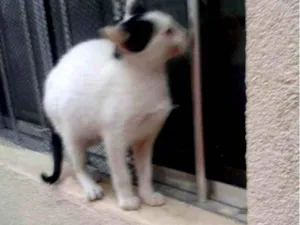 Gato raça Comum europeu mestiço idade 7 a 11 meses nome Florzinha
