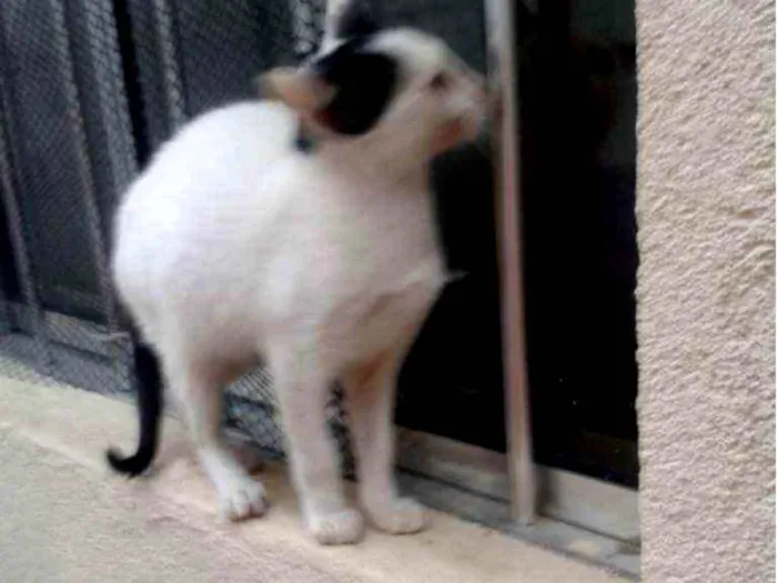 Gato ra a Comum europeu mestiço idade 7 a 11 meses nome Florzinha
