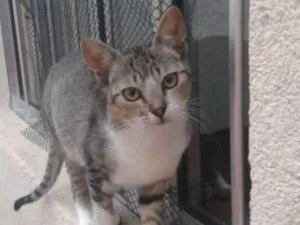 Gato raça Comum europeu mestiço idade 7 a 11 meses nome Beijinho