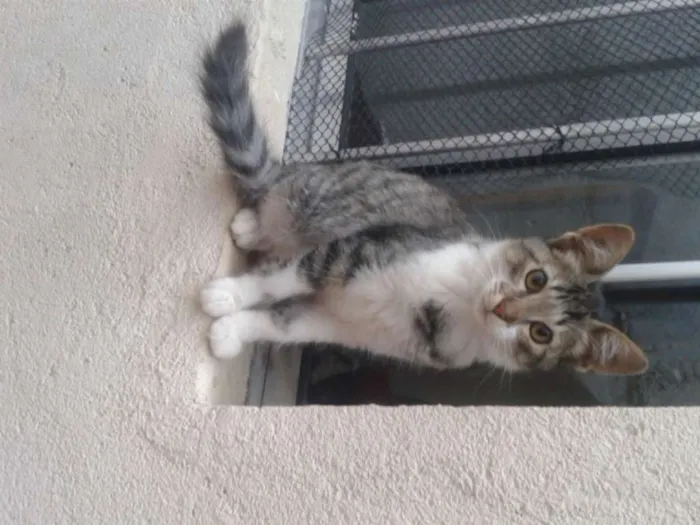 Gato ra a Comum europeu idade 7 a 11 meses nome Sandrinha