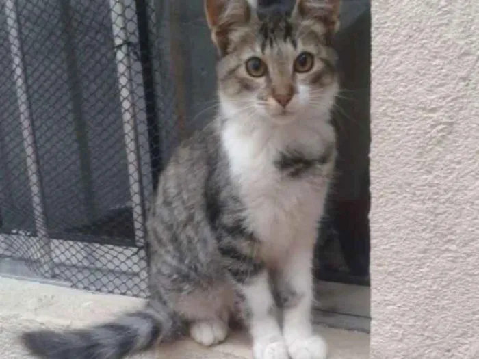 Gato ra a Comum europeu idade 7 a 11 meses nome Sandrinha