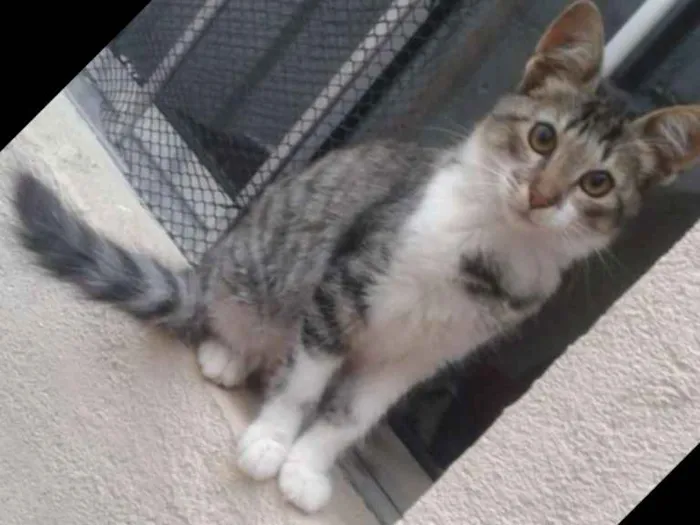 Gato ra a Comum europeu idade 7 a 11 meses nome Sandrinha