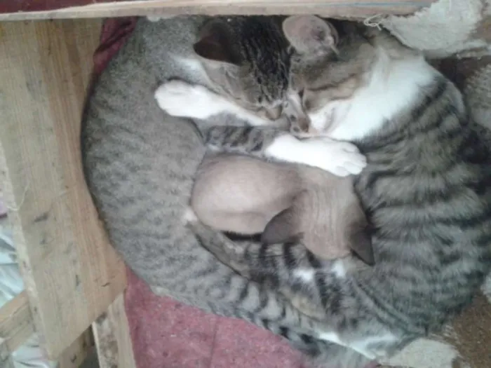 Gato ra a Comum europeu idade 7 a 11 meses nome Sandrinha