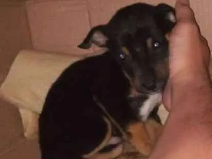 Cachorro ra a Sem raça idade 2 a 6 meses nome Bob