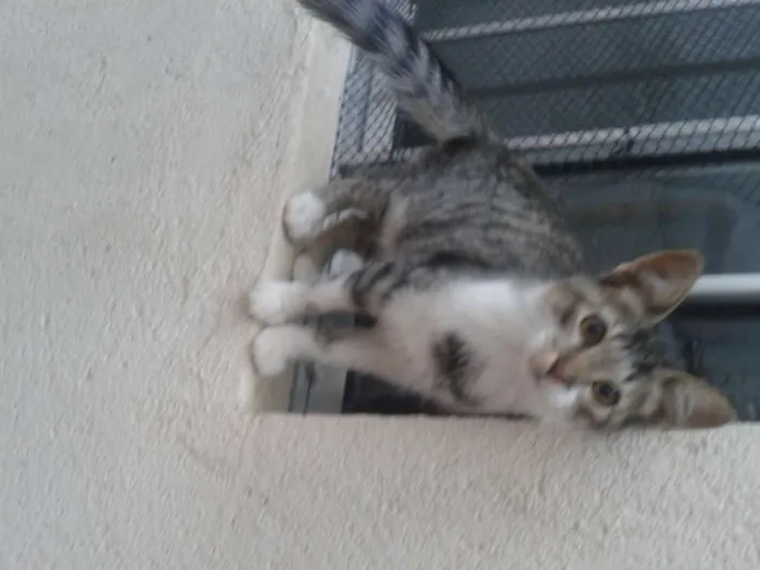 Gato ra a Comum europeu idade 7 a 11 meses nome Sandrinha