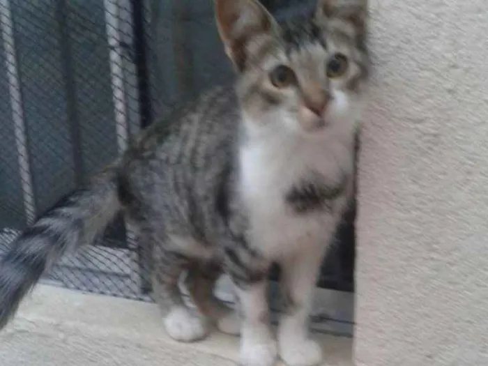 Gato ra a Comum europeu idade 7 a 11 meses nome Sandrinha