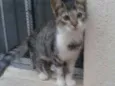 Sandrinha