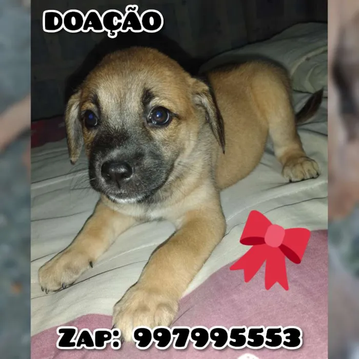 Cachorro ra a Vira lata com Salsicha  idade 2 a 6 meses nome Indefinido 