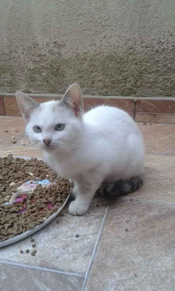 Gato ra a Com europeu mestiço com siamês idade 2 a 6 meses nome Filhotes 4 mch 2 fem