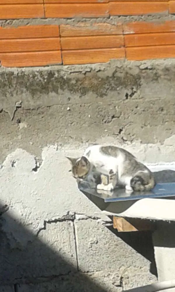 Gato ra a Com europeu mestiço com siamês idade 2 a 6 meses nome Filhotes 4 mch 2 fem