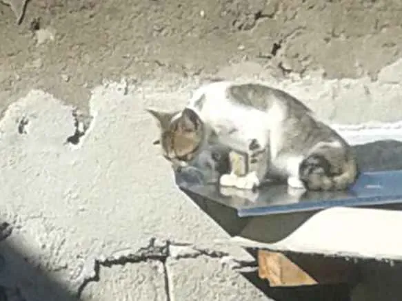 Gato ra a Com europeu mestiço com siamês idade 2 a 6 meses nome Filhotes 4 mch 2 fem