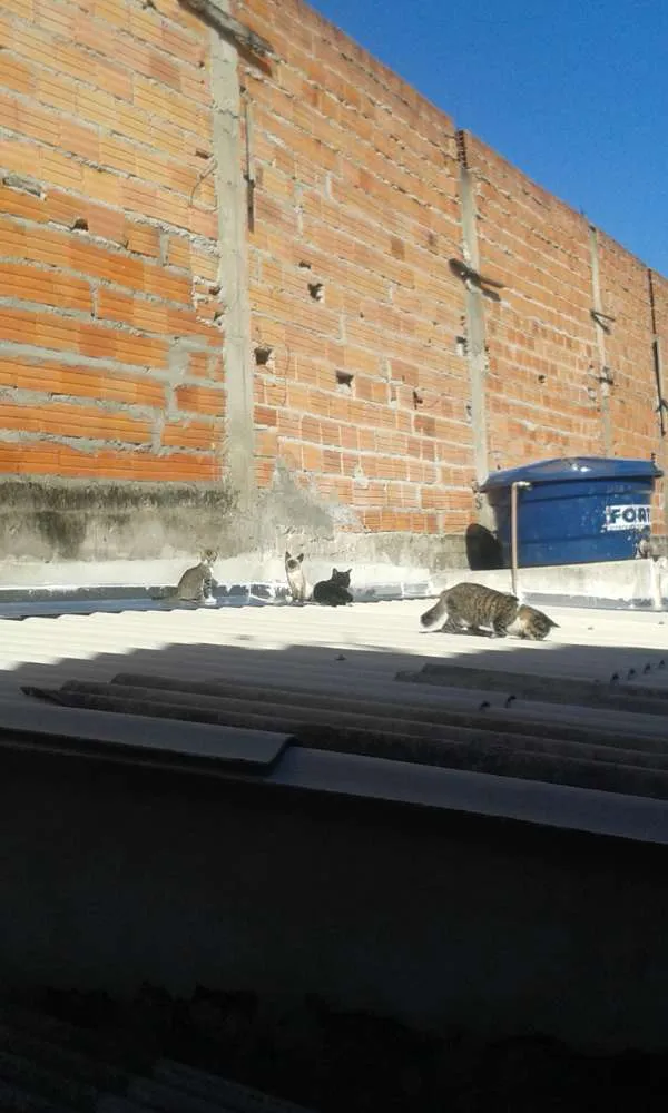 Gato ra a Com europeu mestiço com siamês idade 2 a 6 meses nome Filhotes 4 mch 2 fem
