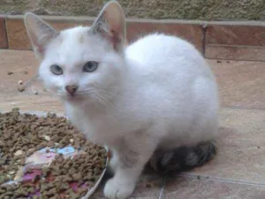 Gato raça Com europeu mestiço com siamês idade 2 a 6 meses nome Filhotes 4 mch 2 fem