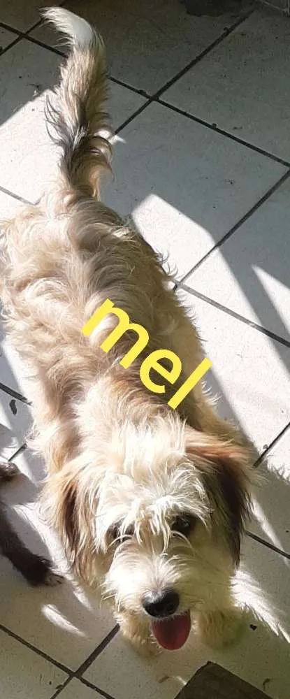 Cachorro ra a  idade 1 ano nome Mel