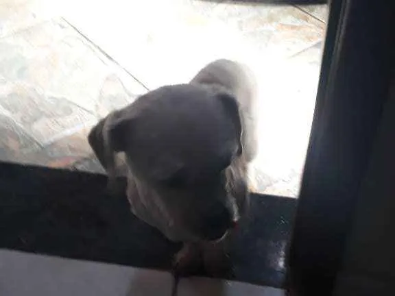 Cachorro ra a Yasa Apso idade 6 ou mais anos nome Bolinha 