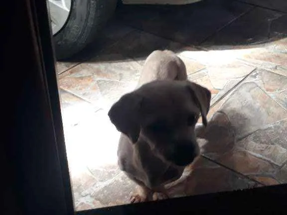 Cachorro ra a Yasa Apso idade 6 ou mais anos nome Bolinha 