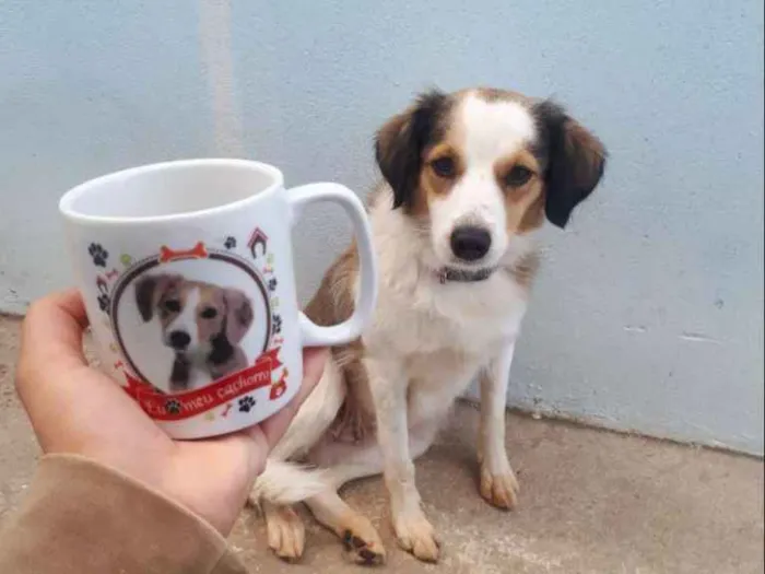 Cachorro ra a Vira  idade 2 anos nome Luna Catarina 