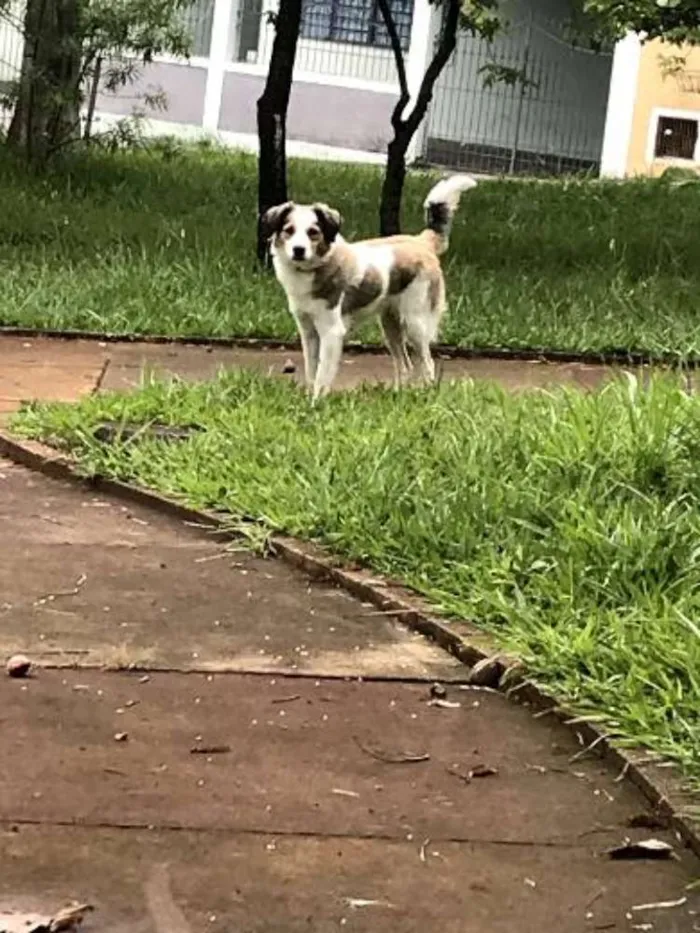 Cachorro ra a Vira  idade 2 anos nome Luna Catarina 