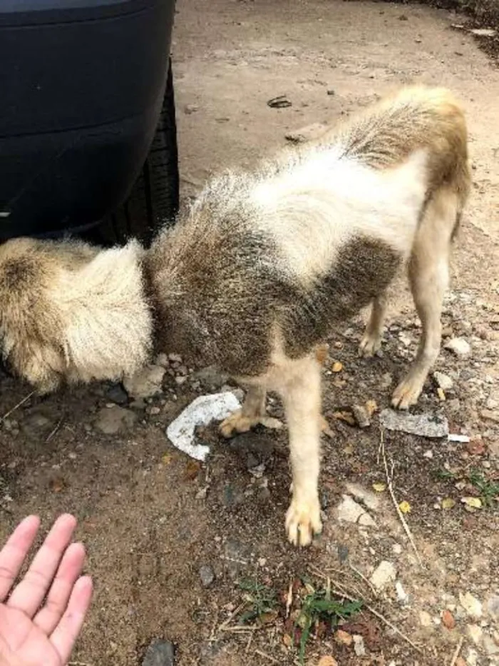 Cachorro ra a Vira  idade 2 anos nome Luna Catarina 