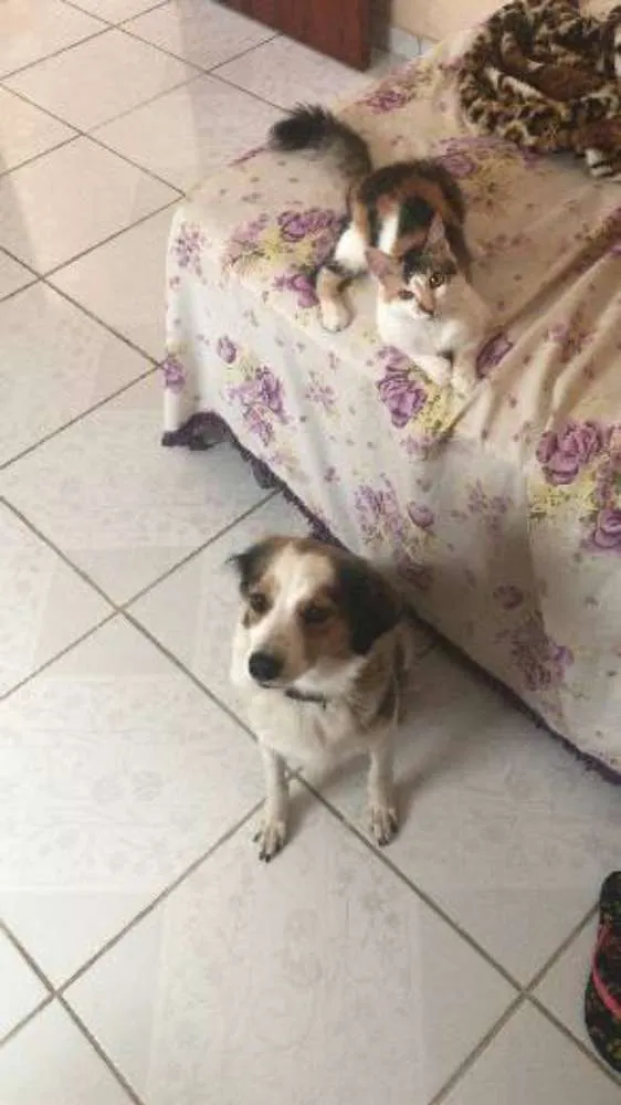 Cachorro ra a Vira  idade 2 anos nome Luna Catarina 