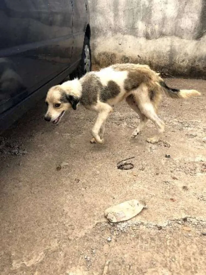 Cachorro ra a Vira  idade 2 anos nome Luna Catarina 