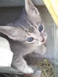 Gatinhos para adoção