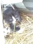 Gatinhos para adoção